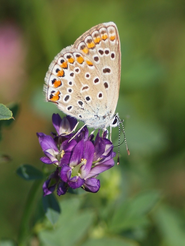 Lycaenidae